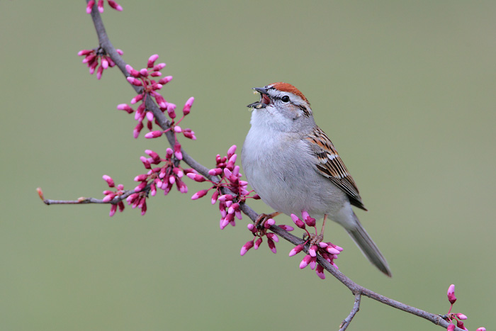 Chipping Sparrow