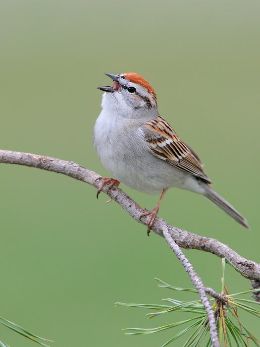 Chipping Sparrow