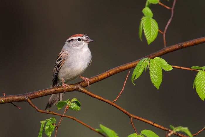 Chipping Sparrow