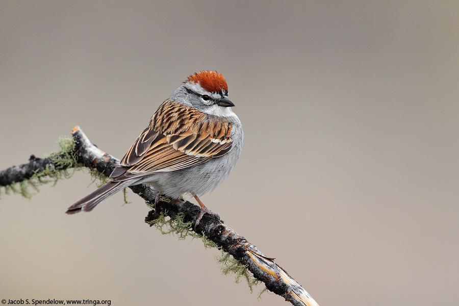 Chipping Sparrow