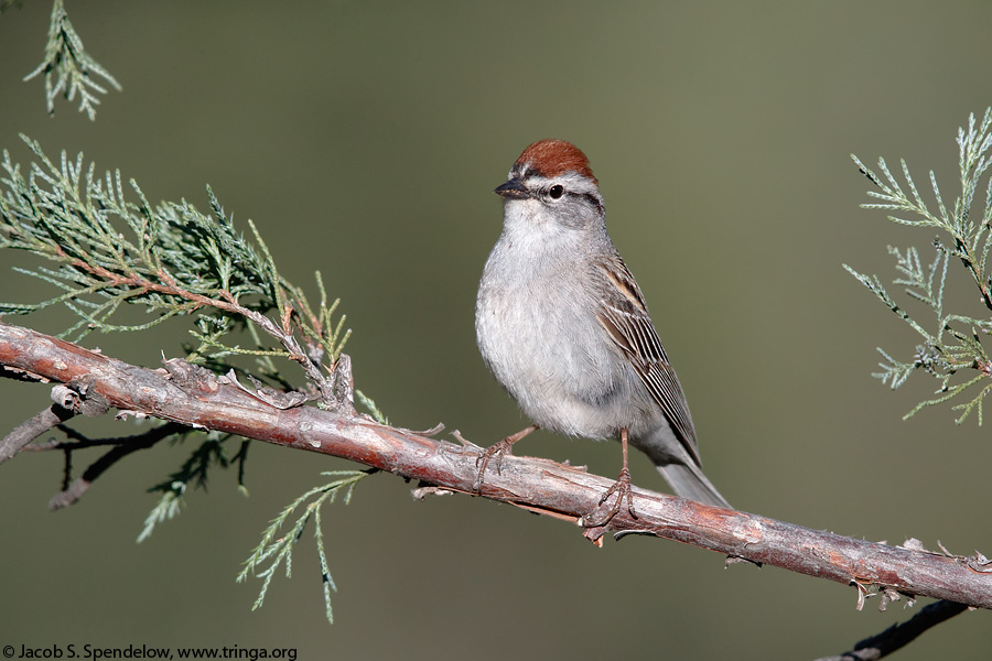 Chipping Sparrow