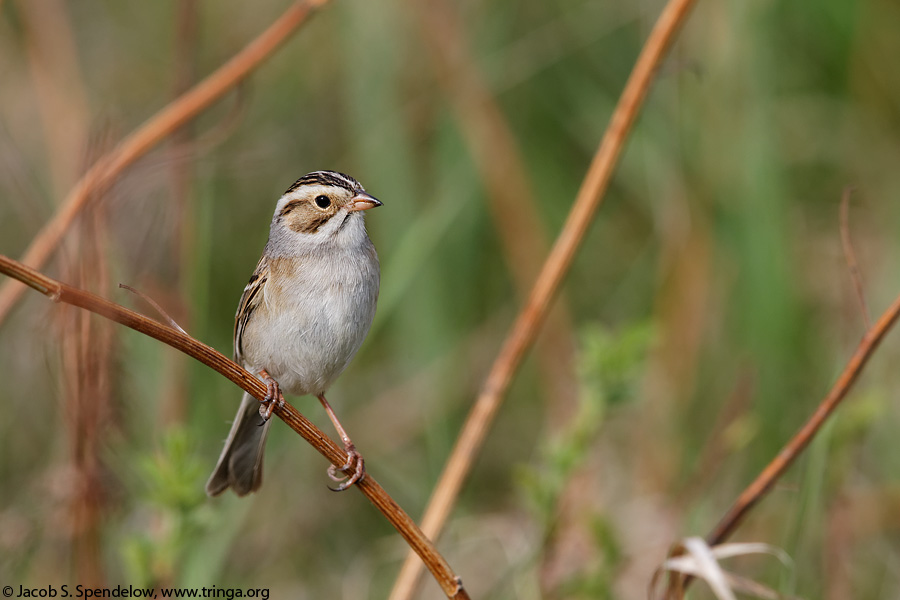 Clay-colored Sparrow