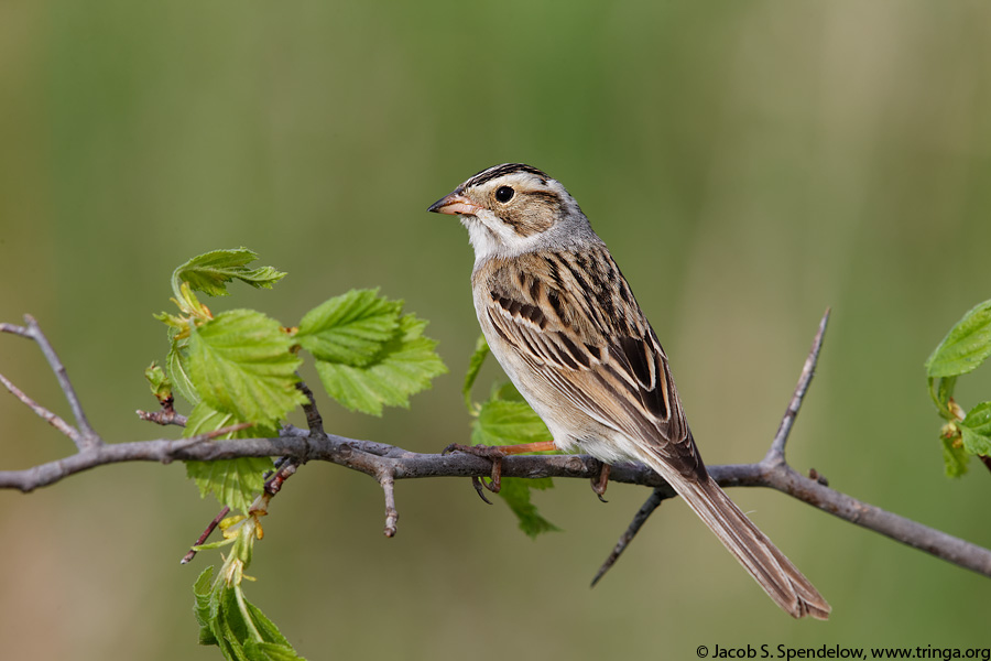 Clay-colored Sparrow