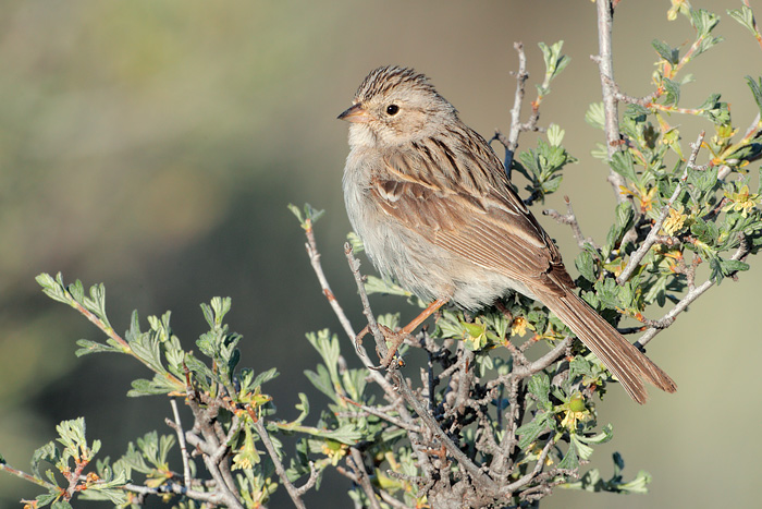 Brewer's Sparrow