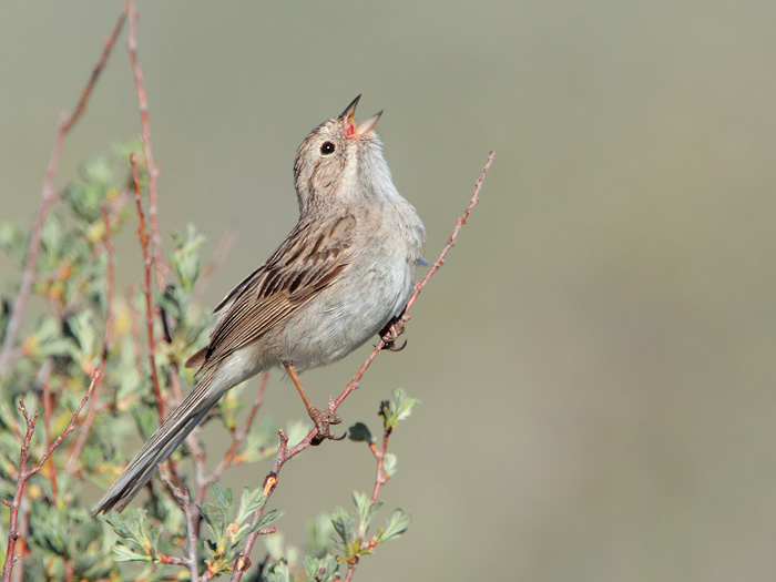 Brewer's Sparrow