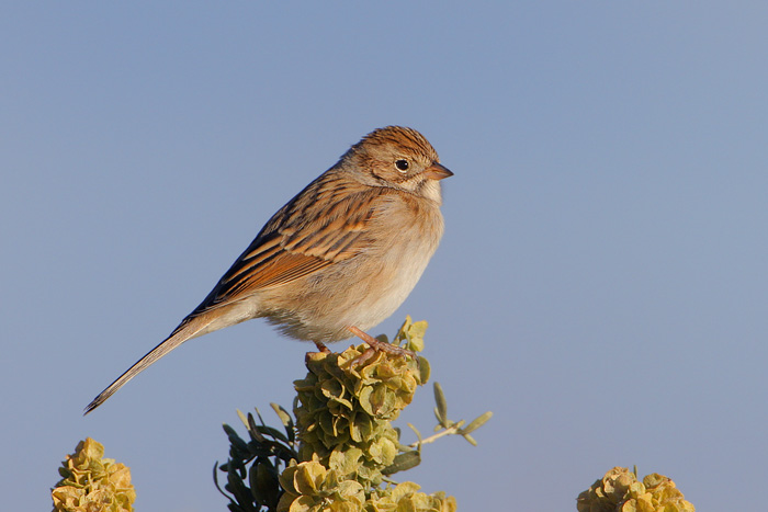 Brewer's Sparrow