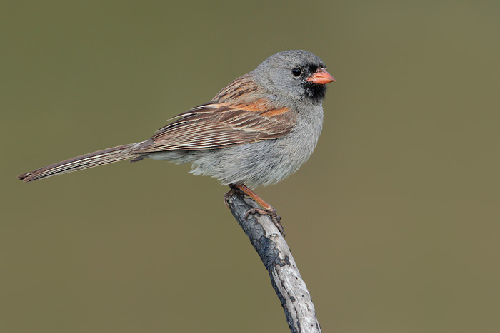 Black-chinned Sparrow