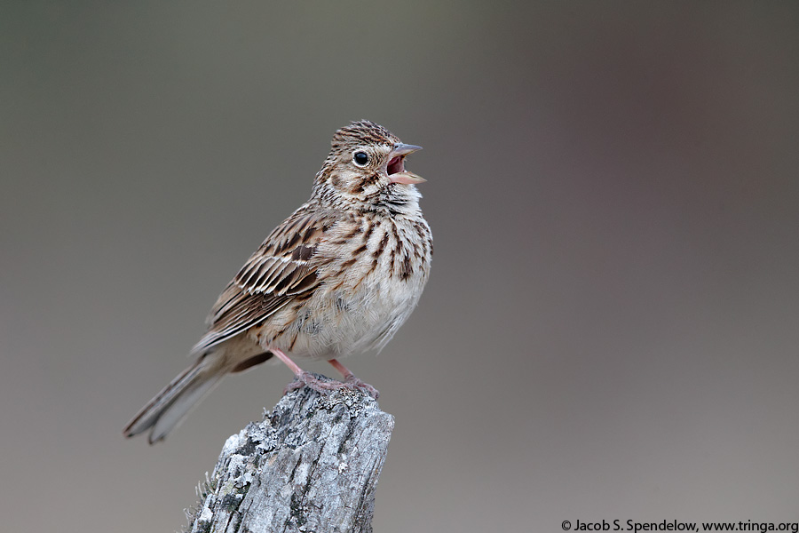 Vesper Sparrow