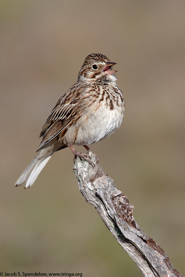 Vesper Sparrow