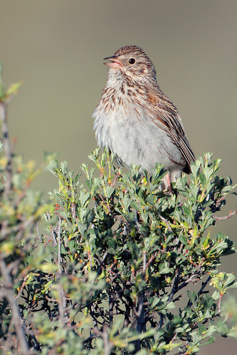 Vesper Sparrow