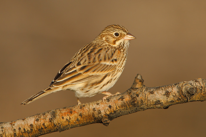 Vesper Sparrow