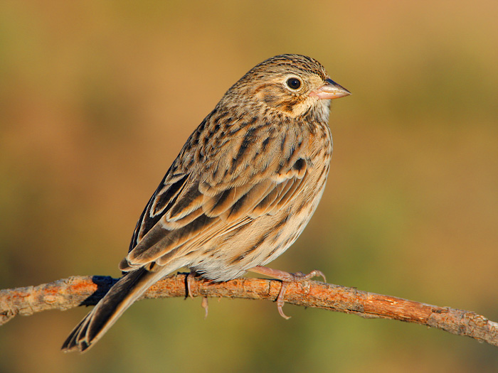 Vesper Sparrow