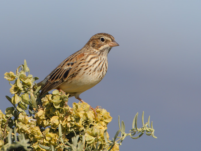 Vesper Sparrow