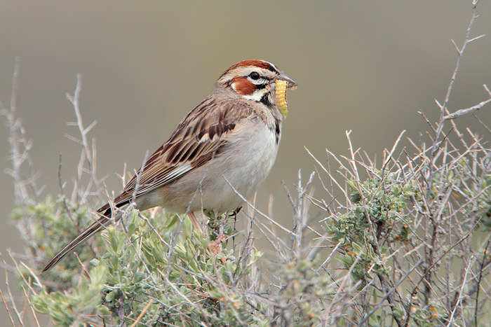 Lark Sparrow