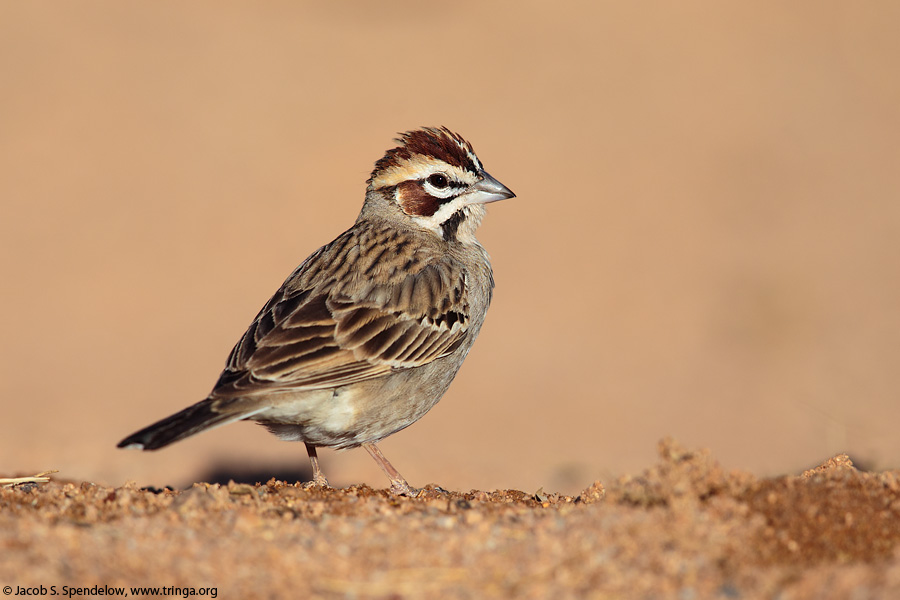 Lark Sparrow