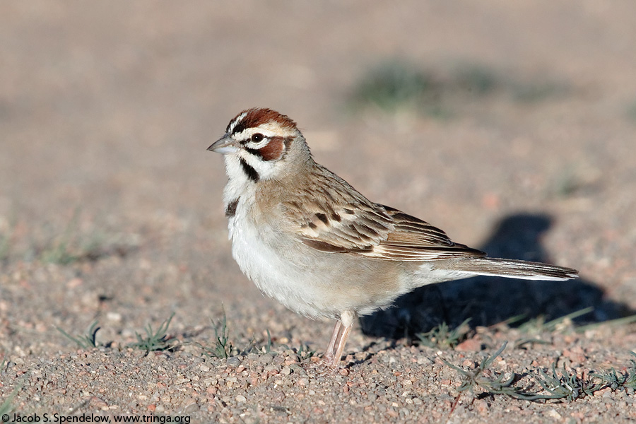 Lark Sparrow