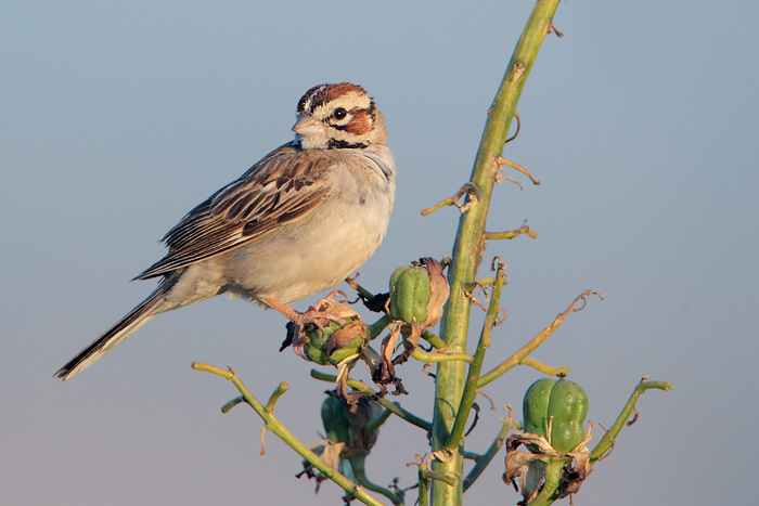 Lark Sparrow