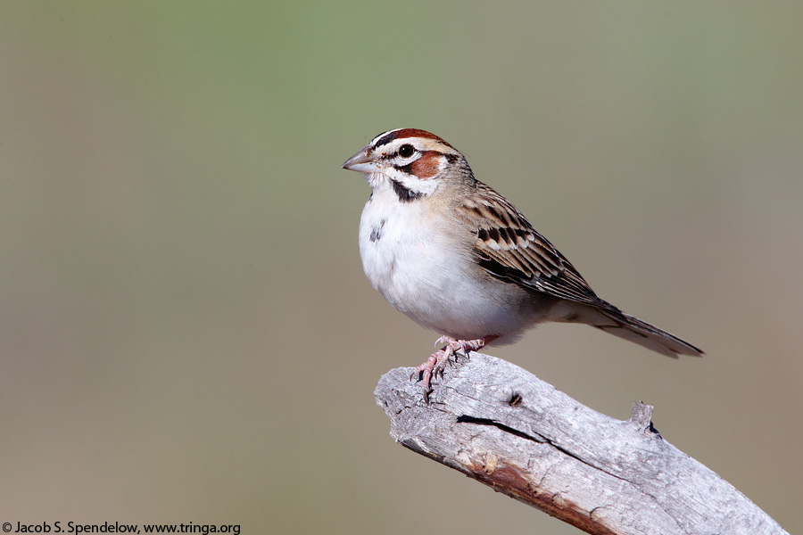 Lark Sparrow