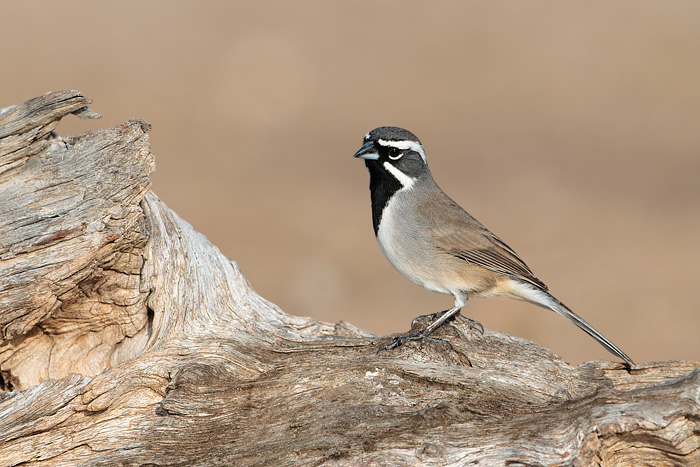 Black-throated Sparrow