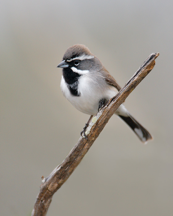 Black-throated Sparrow