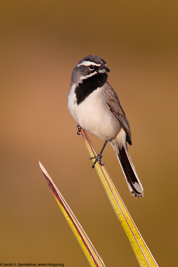 Black-throated Sparrow