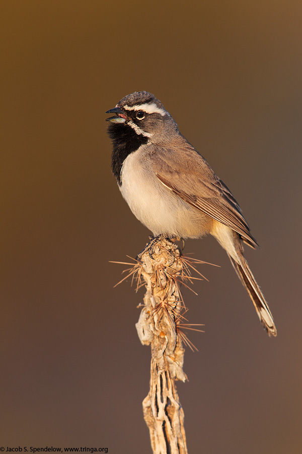 Black-throated Sparrow