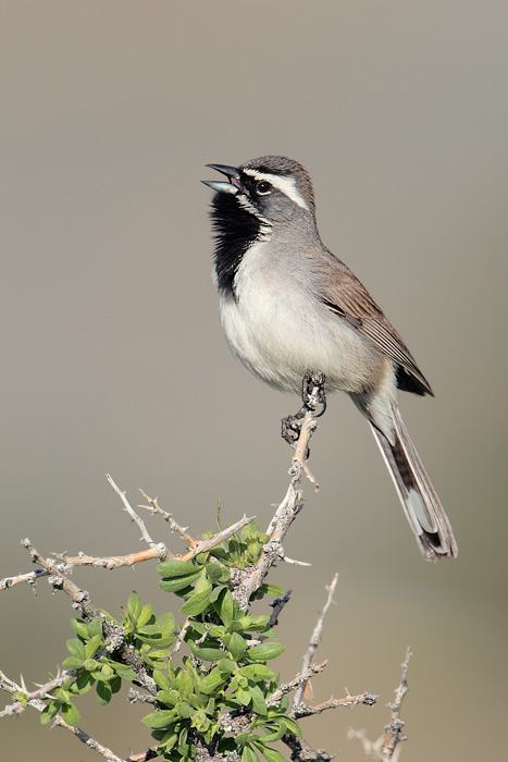 Black-throated Sparrow