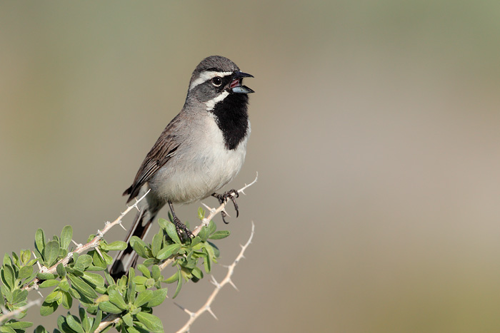 Black-throated Sparrow