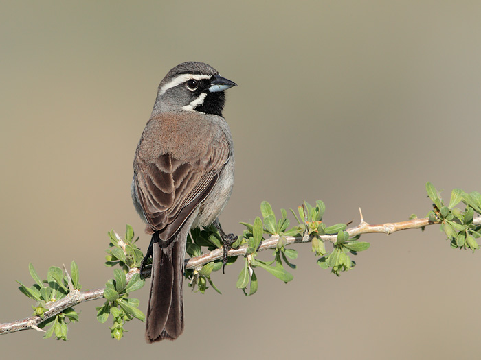 Black-throated Sparrow