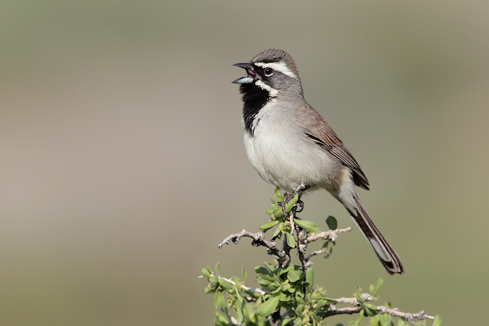 Black-throated Sparrow