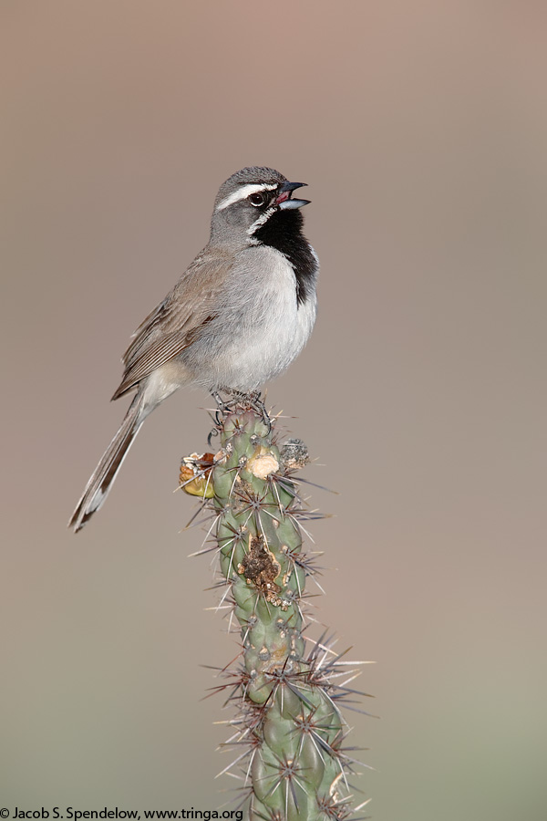 Black-throated Sparrow