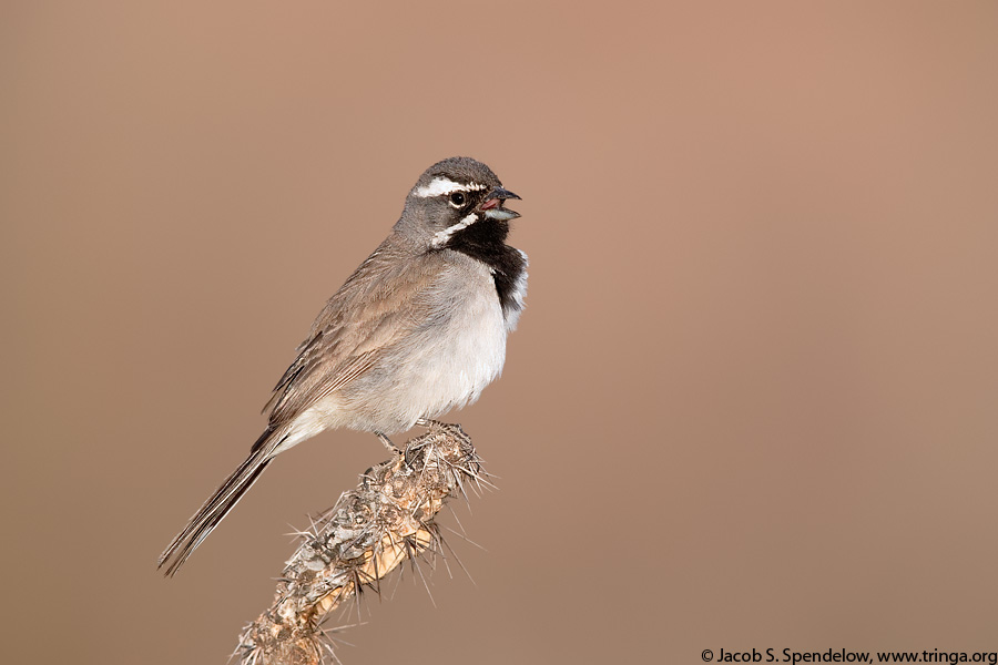 Black-throated Sparrow