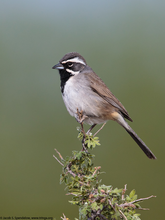 Black-throated Sparrow