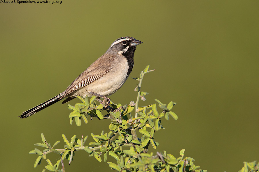 Black-throated Sparrow