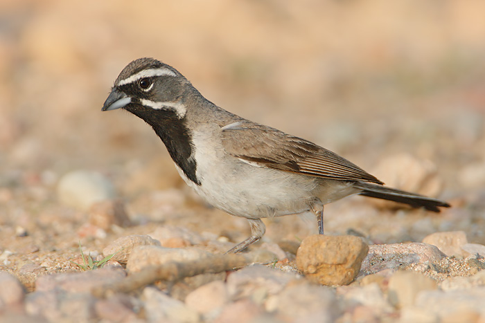 Black-throated Sparrow