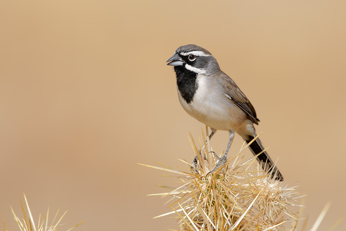 Black-throated Sparrow