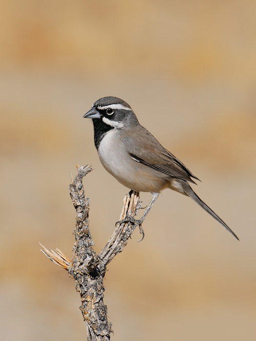 Black-throated Sparrow