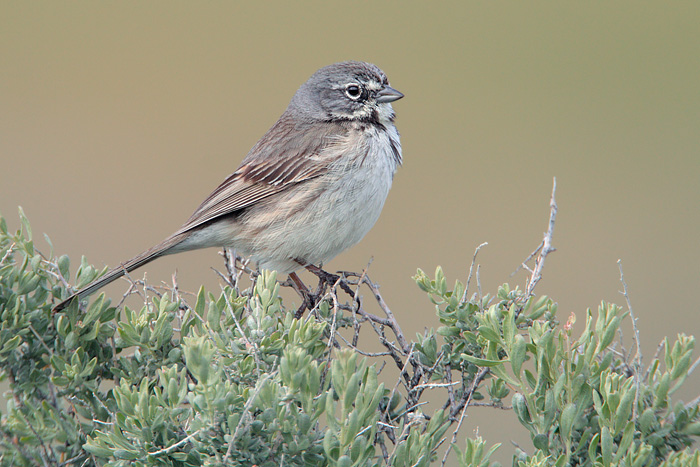 Bell's Sparrow