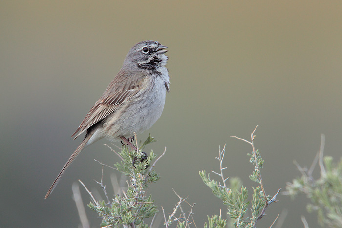 Bell's Sparrow
