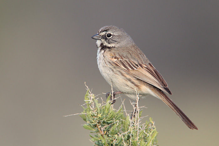 Bell's Sparrow