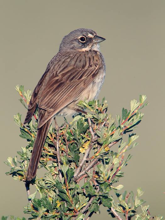 Sagebrush Sparrow