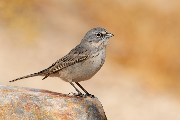 Bell's Sparrow