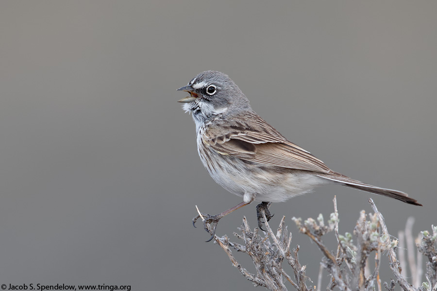 Sagebrush Sparrow