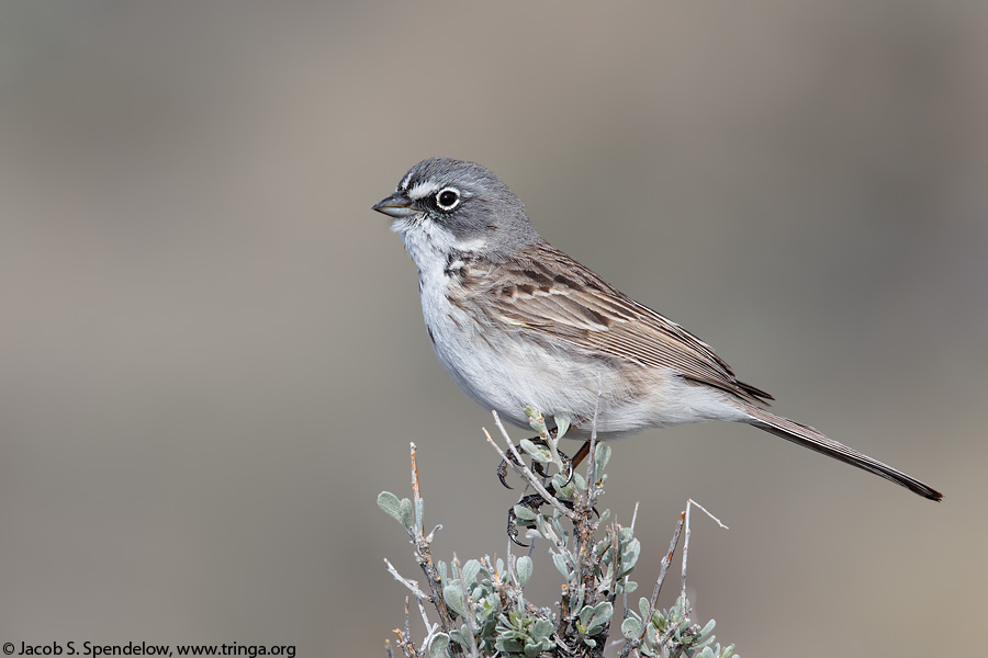 Sagebrush Sparrow