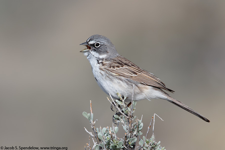 Sagebrush Sparrow