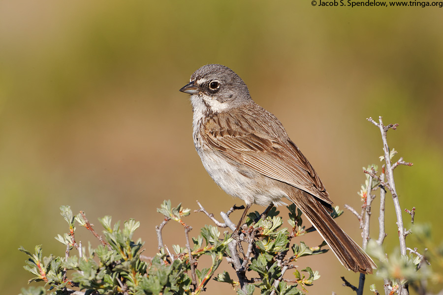 Sagebrush Sparrow