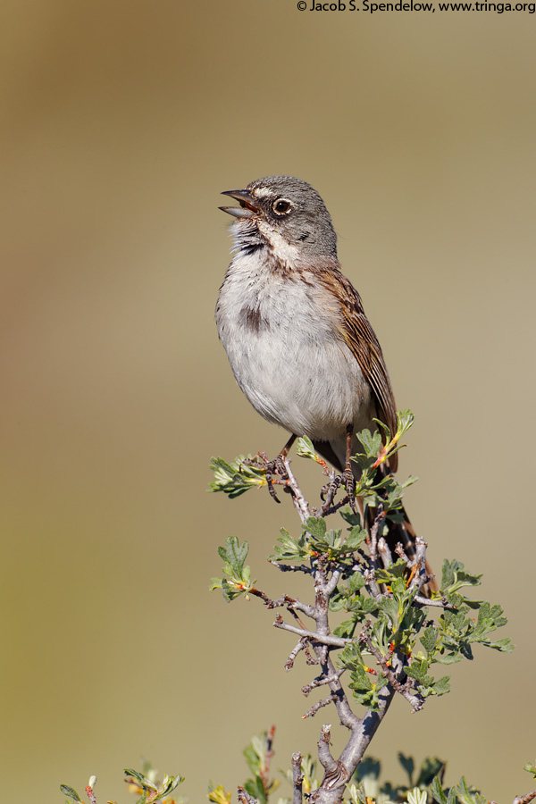 Sagebrush Sparrow