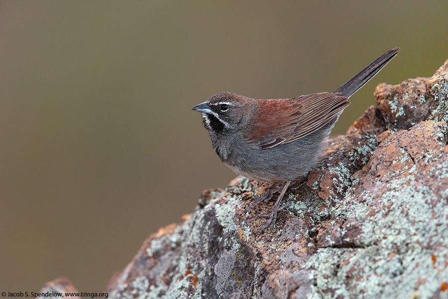 Five-striped Sparrow