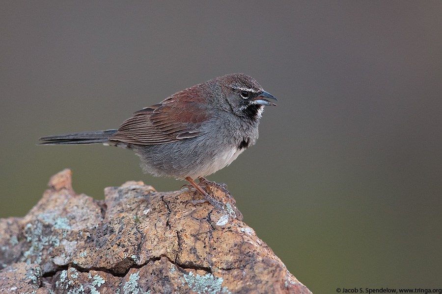 Five-striped Sparrow