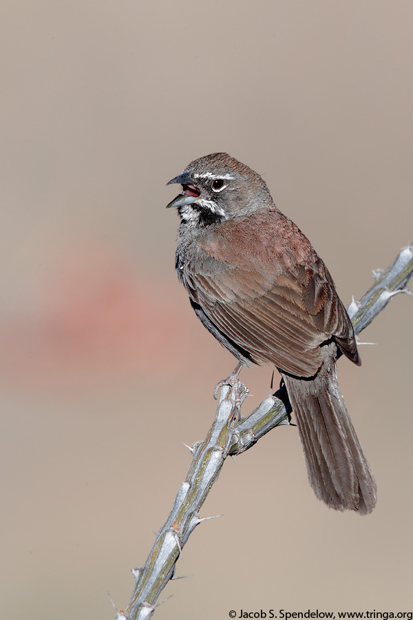 Five-striped Sparrow